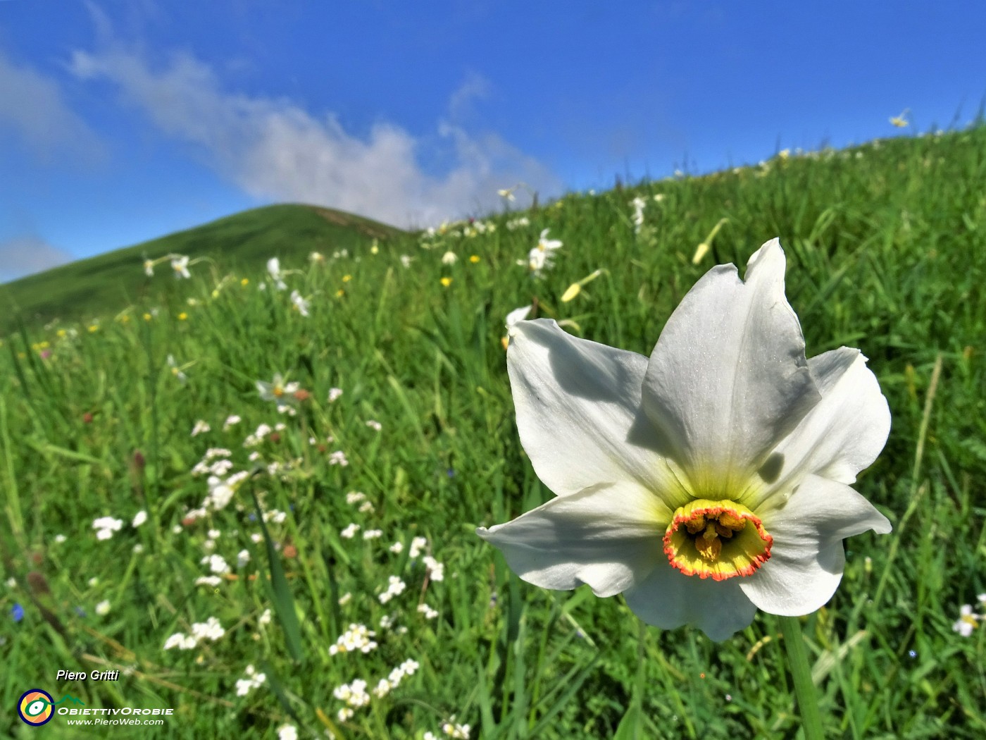 38 'Sfilata' di narcisi in Linzone.JPG